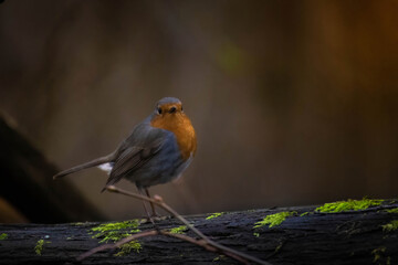 European Robin or the Robin bird