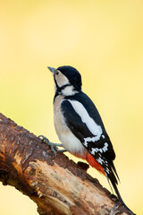 Obraz premium Great Spotted Woodpecker (Dendrocopos major)
