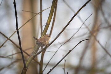 Wildlife shot of Eurasian Wren