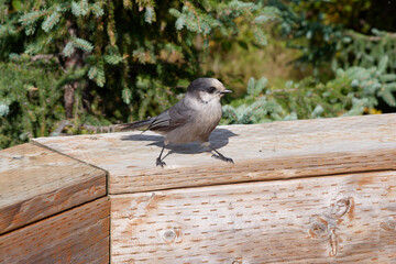 Close-up photo of a cute Canada Jay (Perisoreus canadensis), also known as the grey jay standing on a fence, Dalton Highway, Alaska, USA