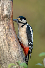 Obraz premium Great Spotted Woodpecker (Dendrocopos major)