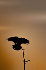crow silhouette against sun