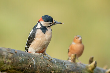 Great Spotted Woodpecker (Dendrocopos major)