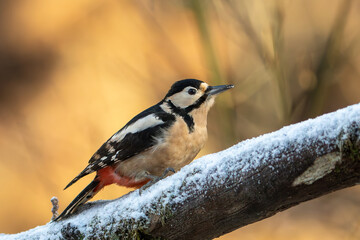 Obraz premium Great Spotted Woodpecker (Dendrocopos major)