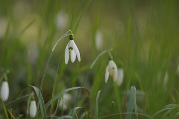 fiori di bucaneve in inverno nel bosco