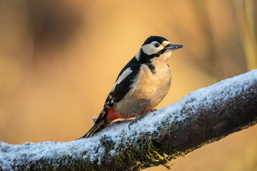Obraz premium Great Spotted Woodpecker (Dendrocopos major)