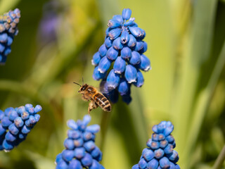bee on blue flower