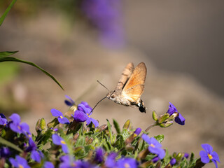 Taubenschwänzchen butterfly on a flower