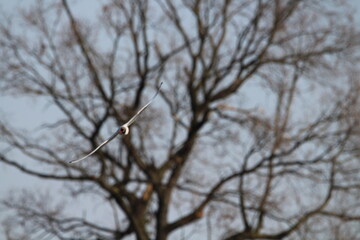 Black-headed Gulls in flight under a blue sky on a pond in Czech republic. The Black-headed Gull, with its dark chocolate-brown head in breeding season. Black-headed gull (Chroicocephalus ridibundus)
