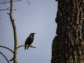starling on a branch