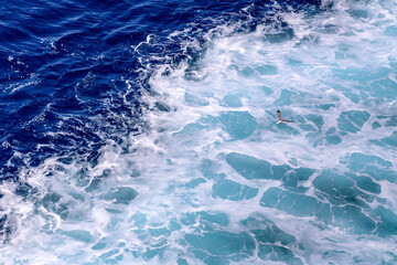Obraz premium A bird is flying over the ocean waves