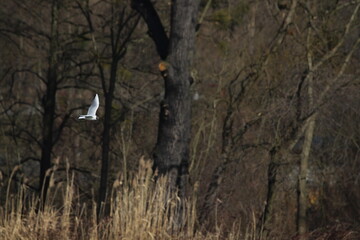 Black-headed Gulls in flight under a blue sky on a pond in Czech republic. The Black-headed Gull, with its dark chocolate-brown head in breeding season. Black-headed gull (Chroicocephalus ridibundus)
