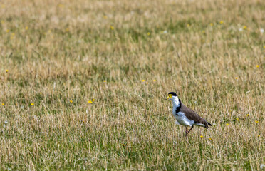 A Masked Lapwing  (Vanellus miles), on the grass in the South Island, New Zealand