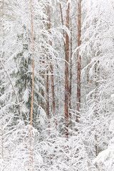 The heavy snowfall in a wild park, winter fairy tale in the forest, snow-covered tree branches, large flakes of snow are slowly falling, nobody, snow storm, blizzard