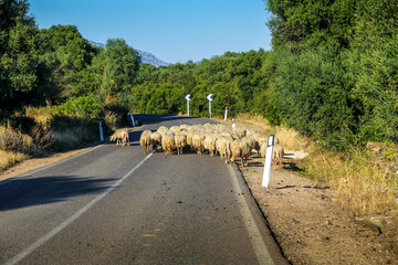 A herd of sheep are crossing a road on the island of Sardinia in Italy