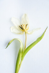 Fototapeta premium A wilted tulip flower on a white background