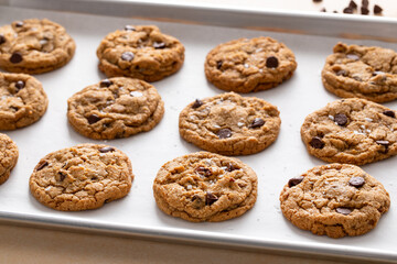 Chocolate chip cookies with pecan nuts, freshly baked cookies on a baking sheet