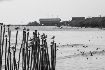 Seagulls on coastal wooden poles in the sea under the sunlight, black and white scene.