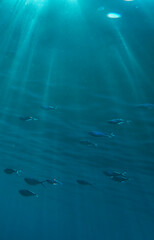 Dark blue ocean surface seen from underwater. Abstract waves underwater and rays of sunlight shining through, Sun light rays undersea deep, Underwater background with sea bottom, Mediterranean sea.