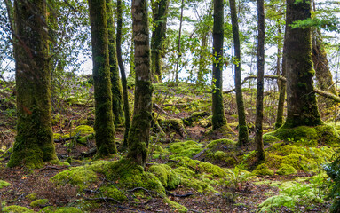 Fototapeta premium Lush green rainforest and a creek on the shore of Lake Te Anau in the South Island, New Zealand