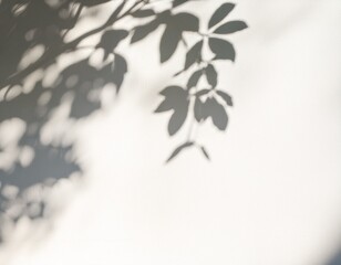  high-resolution abstract image of soft natural tree leaves casting delicate shadows on a white wall background. The organic shapes create a calming, minimalist aesthetic with subtle variations in lig
