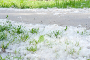Summer poplar fluff on road and grass