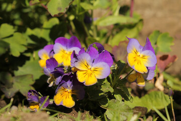 beautiful violets in the shades of yellow and purple in the garden in springtime closeup