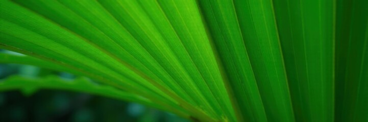 Close-up of a single palm leaf with intricate green veins and subtle texture, leaf, palm tree