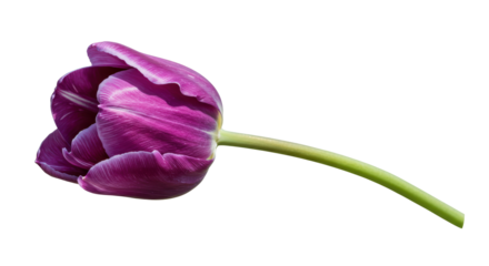 Isolated Purple Tulip