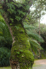 Fototapeta premium Moss-covered tree trunk with lush green ferns growing in a tropical forest, showcasing rich textures and natural vegetation.