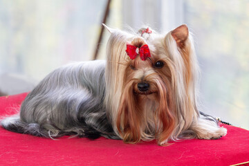 Naklejka premium Yorkshire terrier prepares to perform at the dog show