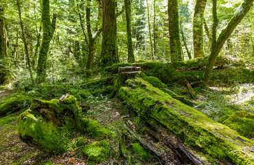 Lush green rainforest on Lake Gunn Nature Walk near Highway 94 to Milford Sound in South Island, New Zealand