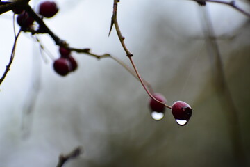 red berries on a branch