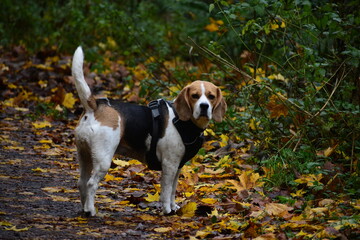 jack russell terrier