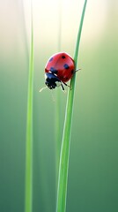 Ladybug on Grass Blade Closeup.