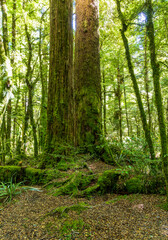 Lush green rainforest on Lake Gunn Nature Walk near Highway 94 to Milford Sound in South Island, New Zealand