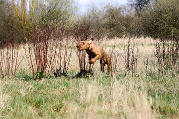 a wirehaired viszla playing in the park