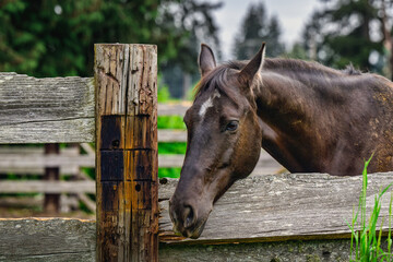 2023-12-31 A DARK COLORED HORSE RESTING HIS HEAD ON A FENCE RAIL WITH NICE EYE AND A WHITE SPOT OF HIS FOREHEAD WITH A BLURRY BACKGROUND IN TACOMA WASHINGTON