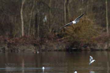 Black-headed Gulls in flight under a blue sky on a pond in Czech republic. The Black-headed Gull, with its dark chocolate-brown head in breeding season. Black-headed gull (Chroicocephalus ridibundus)

