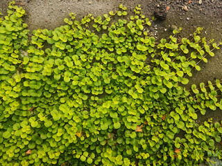 Spreading foxglove trailing along the ground © Ami