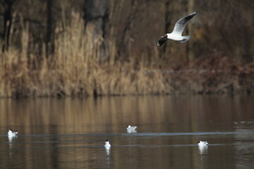 Black-headed Gulls in flight under a blue sky on a pond in Czech republic. The Black-headed Gull, with its dark chocolate-brown head in breeding season. Black-headed gull (Chroicocephalus ridibundus)

