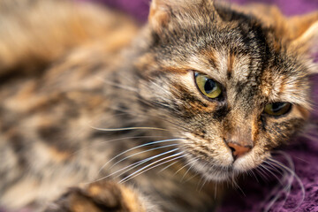Relaxed Tabby Cat Sleeping on a Soft Purple Blanket. Cozy and Adorable Pet Resting in a Comfortable Home cold winter weather. Peaceful Feline Nap. Fluffy Domestic Cat Relaxation. Pet ownership.