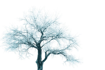 Obraz premium Frozen winter tree with icy branches, frosted bare oak silhouette in blue tones, cold seasonal nature element on white background