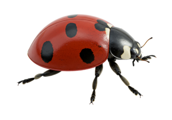 Ladybug isolated on white background