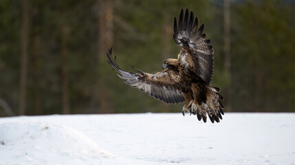 Golden eagle (Aquila chrysaetos) in forest
