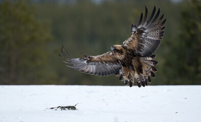 Golden eagle (Aquila chrysaetos) in forest