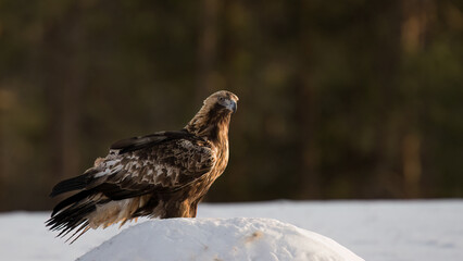Golden eagle (Aquila chrysaetos) in forest