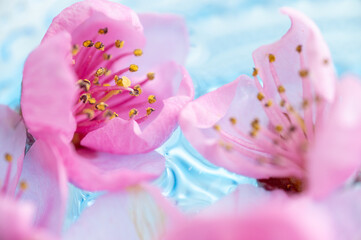 Macro Close up Photo of Beautiful Pink Peach Blossoms