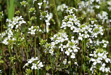 Fototapeta premium Wiesenschaumkraut auf einer Frühlingswiese