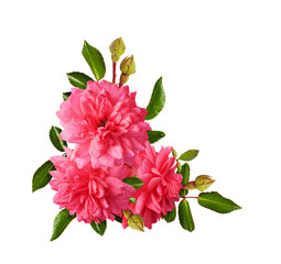 Pink rose flowers with green leaves in a corner floral arrangement isolated on white or transparent...